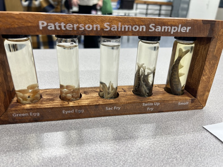 salmon