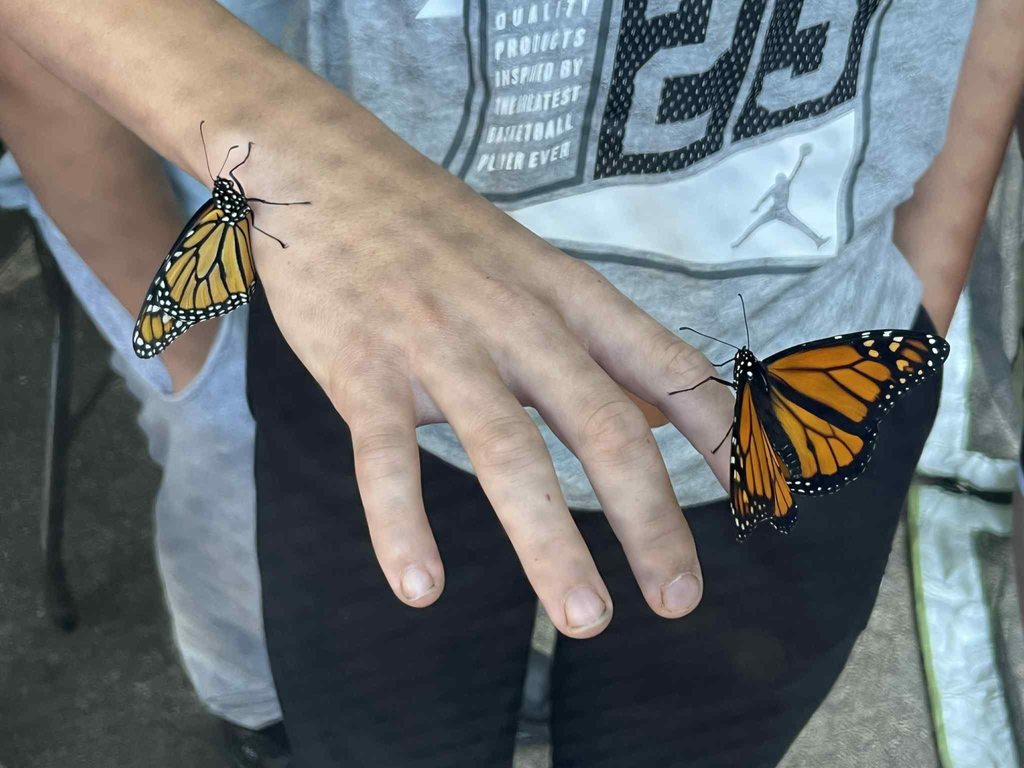 two butterflies land on the hand of a student.