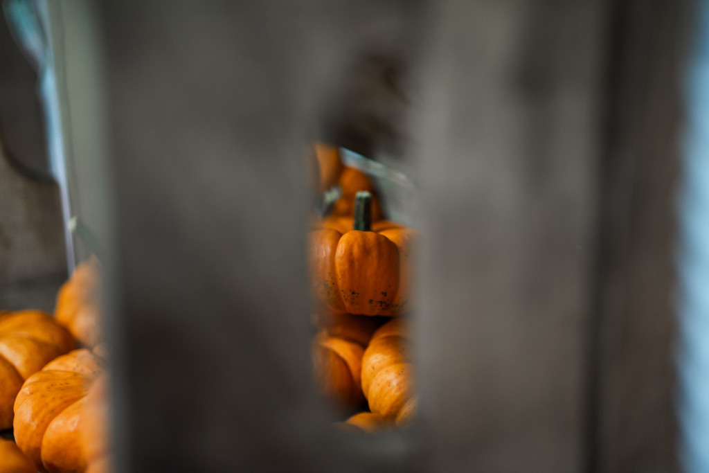 wv grown pumpkins sitting in a crate at the farmers market event at malden elementary.