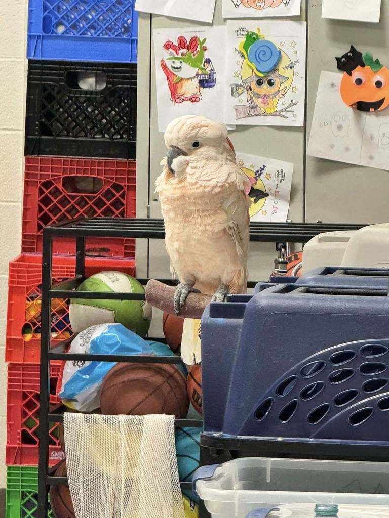 a bird sitting on a branch inside cross lanes elementary school.