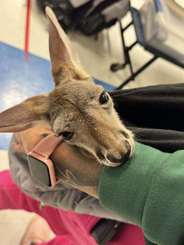 a baby kangaroo.