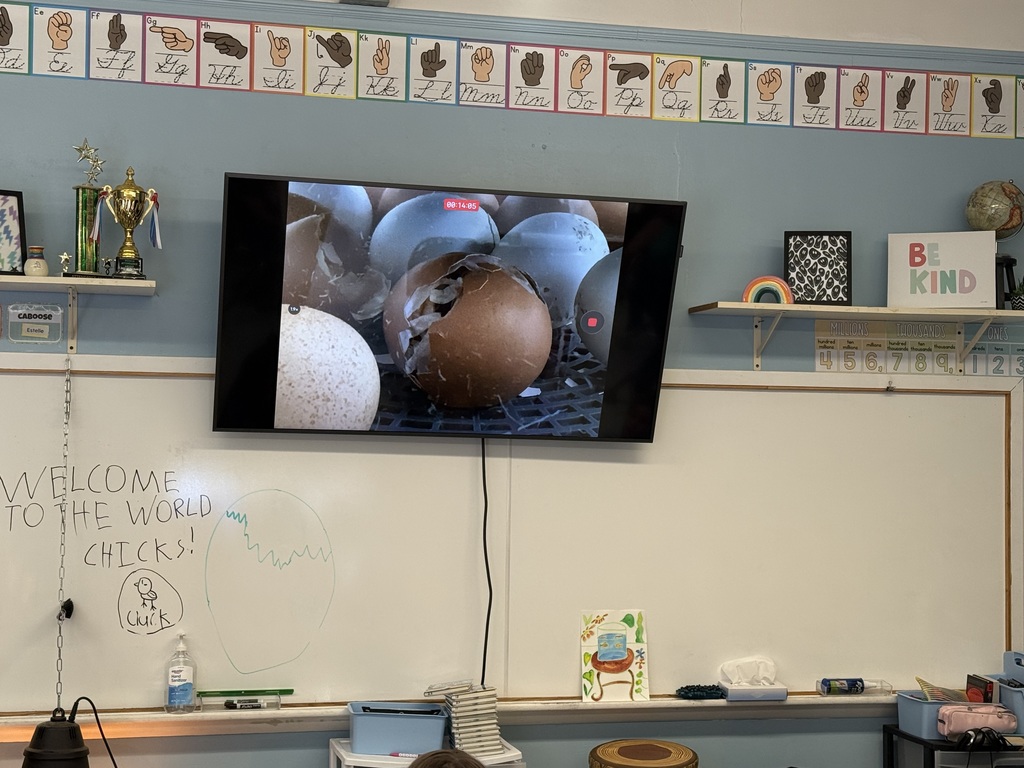 A TV is showing eggs hatching in the classroom. On the white board under the TV a student has written, "Welcome to the World chicks." And there is a drawing of a baby chick under that message.