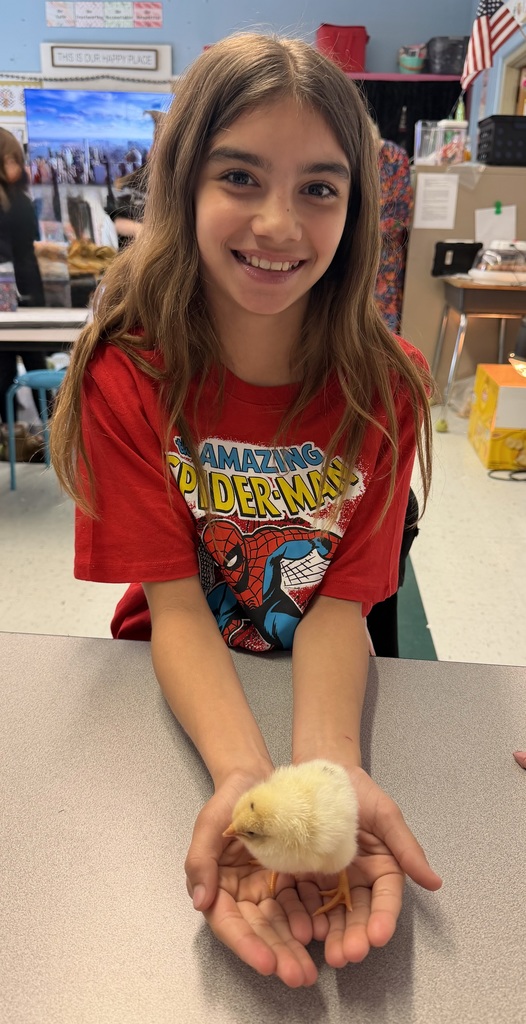 A student sitting at her desk and smiling. Her arms are extended on her desk and her hands are cupped and she is holding a baby chick. The chick has pale yellow fur and two orange legs. 