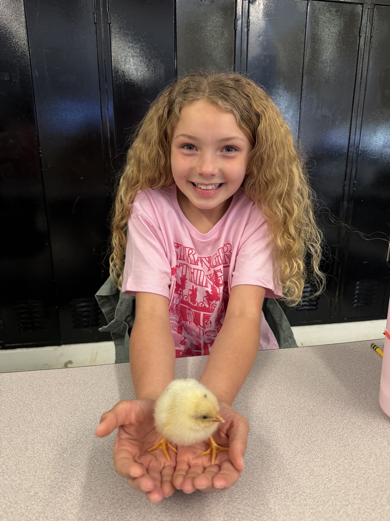 A student sitting at her desk and smiling. Her arms are extended on her desk and her hands are cupped and she is holding a baby chick. The chick has pale yellow fur and two orange legs. 