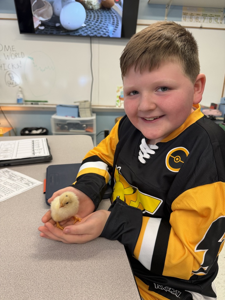 A student sitting at his desk with his hands cupped holding a baby chick. The chick has pale yellow fur, a small dark spot on top of its head, and two orange legs. 