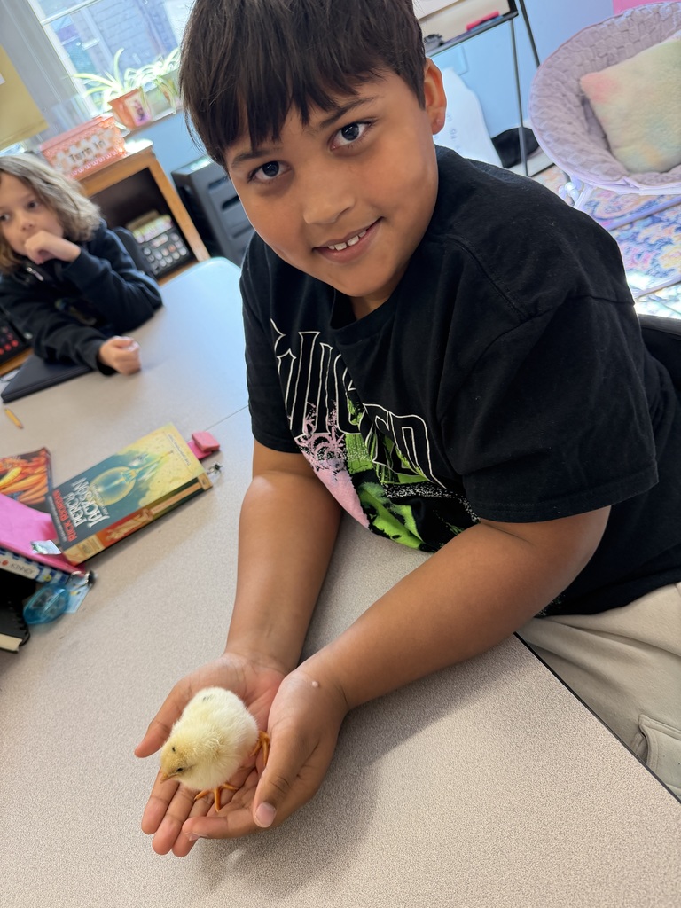 A student sitting at his desk with his hands cupped holding a baby chick. The chick has pale yellow fur, a small dark spot on top of its head, and two orange legs. 