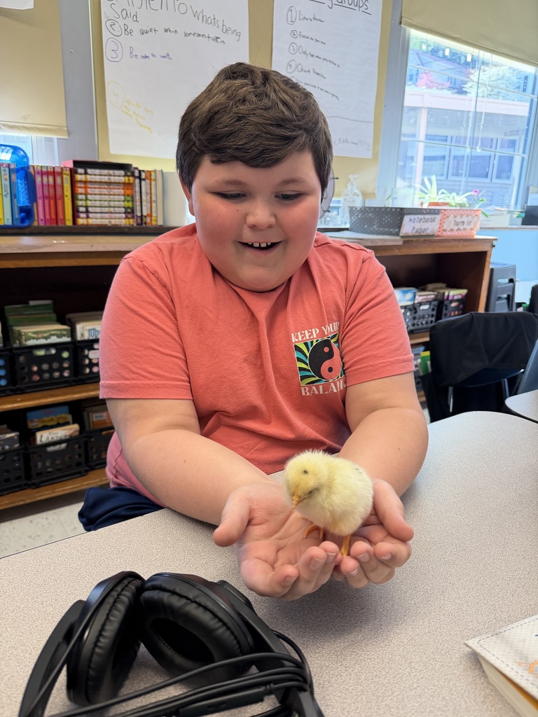 A student sitting at his desk with his hands cupped holding a baby chick. The chick has pale yellow fur, a small dark spot on top of its head, and two orange legs. 