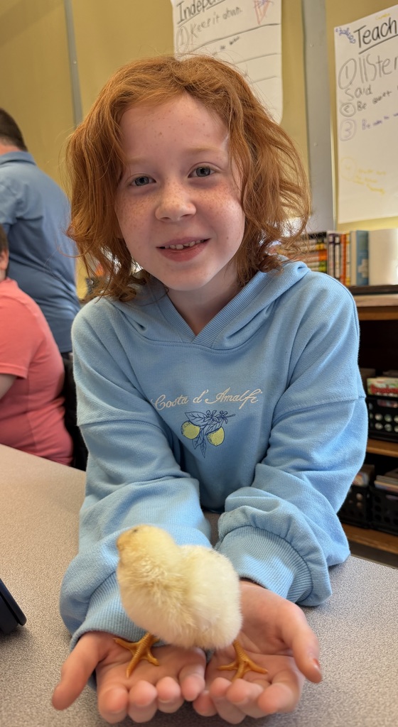 A student sitting at her desk and smiling. Her arms are extended on her desk and her hands are cupped and she is holding a baby chick. The chick has pale yellow fur and two orange legs. 