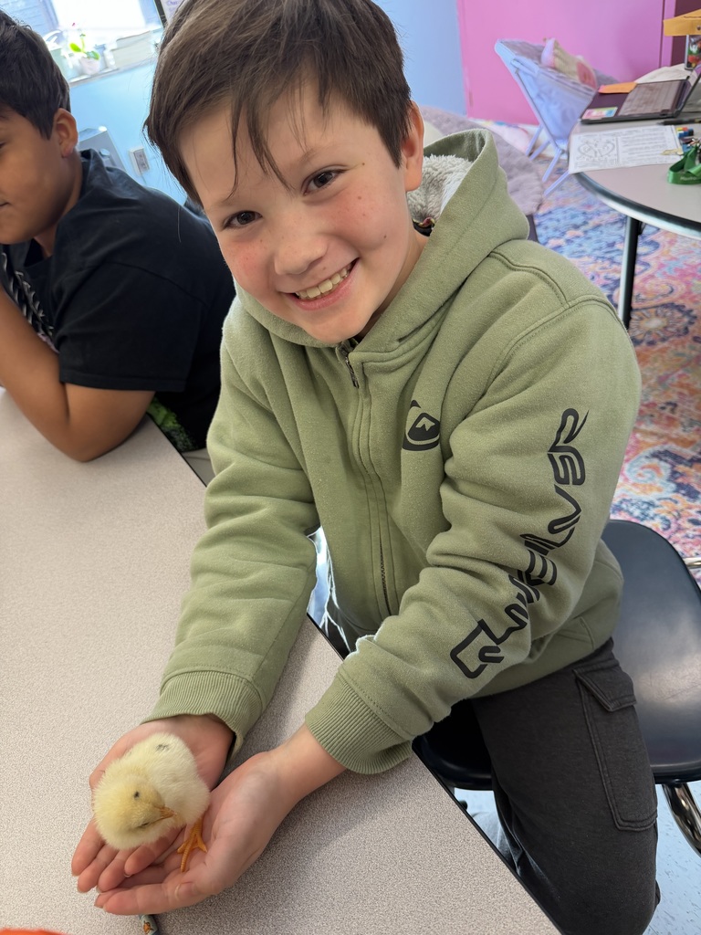A student sitting at his desk with his hands cupped holding a baby chick. The chick has pale yellow fur, a small dark spot on top of its head, and two orange legs. 