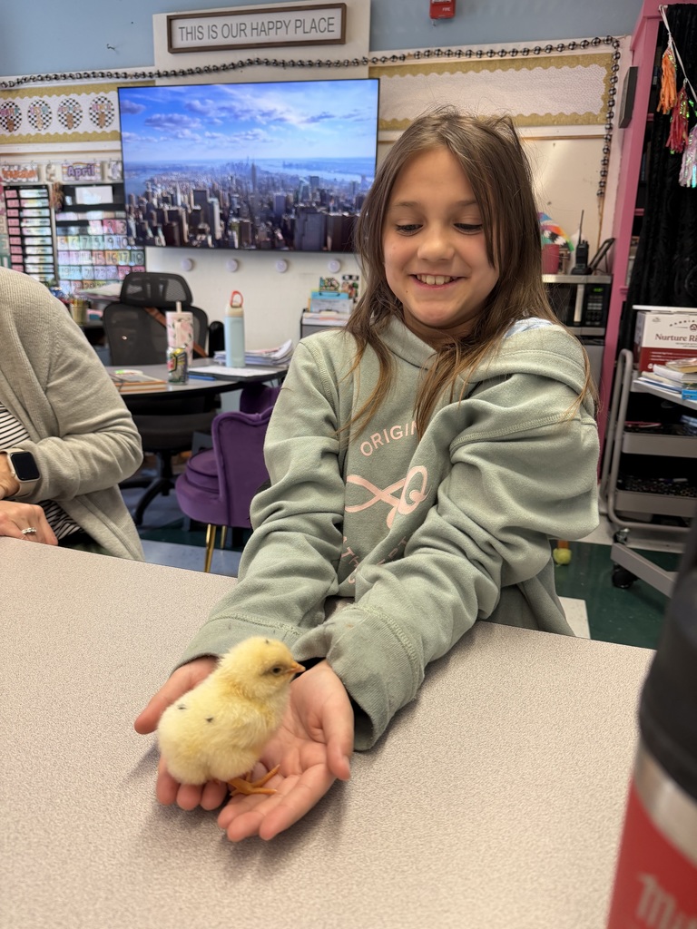 A student sitting at her desk and smiling. Her arms are extended on her desk and her hands are cupped and she is holding a baby chick. The chick has pale yellow fur and two orange legs. 