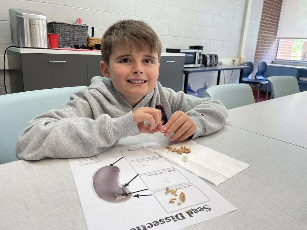 A student sitting at a table. There are pinto beans in front of him on a paper towel. Beside the beans is a worksheet with four boxes on it. The title of the worksheet is Seed Dissection. Each box has an arrow pointing to a different part of an enlarged picture of a pinto bean.