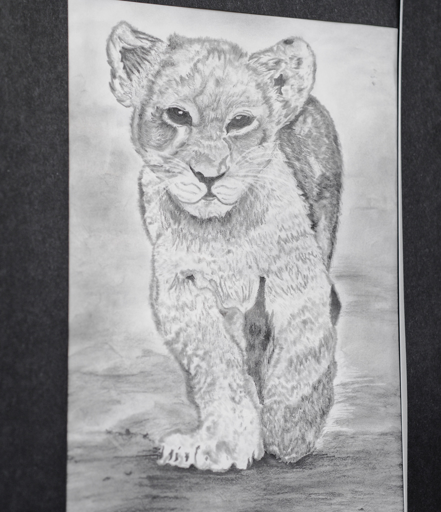 A drawing of a lion cub walking. 
