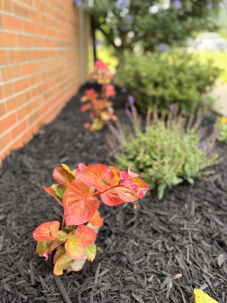 Close-up of vivid coral-red flowers in black mulch beside a brick wall, with lavender and a softly blurred garden creating a warm, inviting scene.