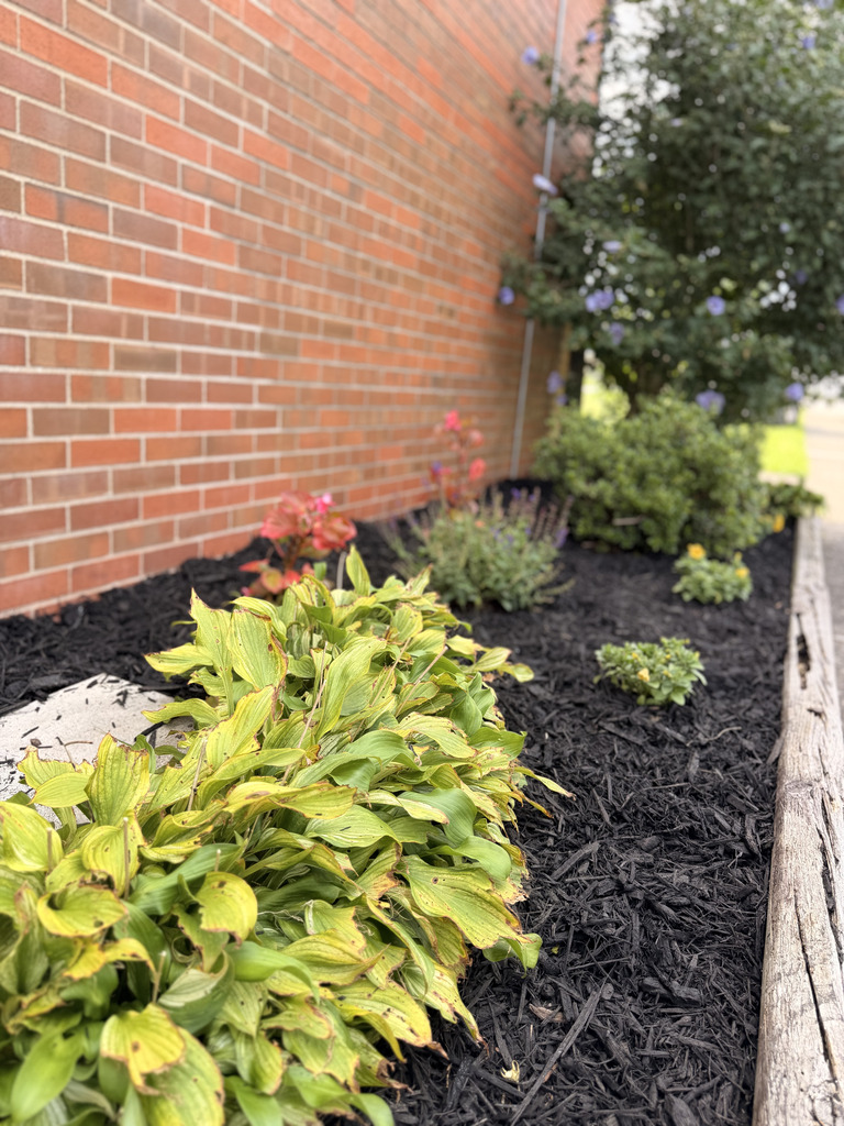 Brick-walled garden bed with lush hostas, flowering shrubs, black mulch, and a weathered wooden border, creating a peaceful, cared-for setting.