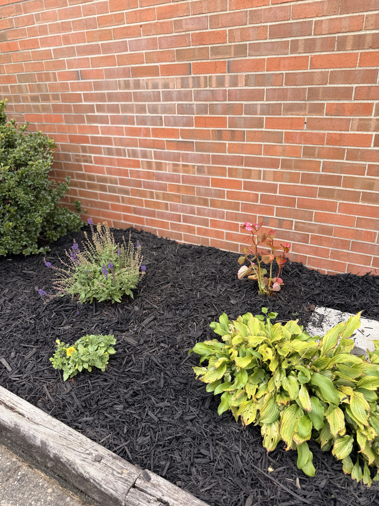 Brick-walled garden bed with lush hostas, flowering shrubs, black mulch, and a weathered wooden border, creating a peaceful, cared-for setting.