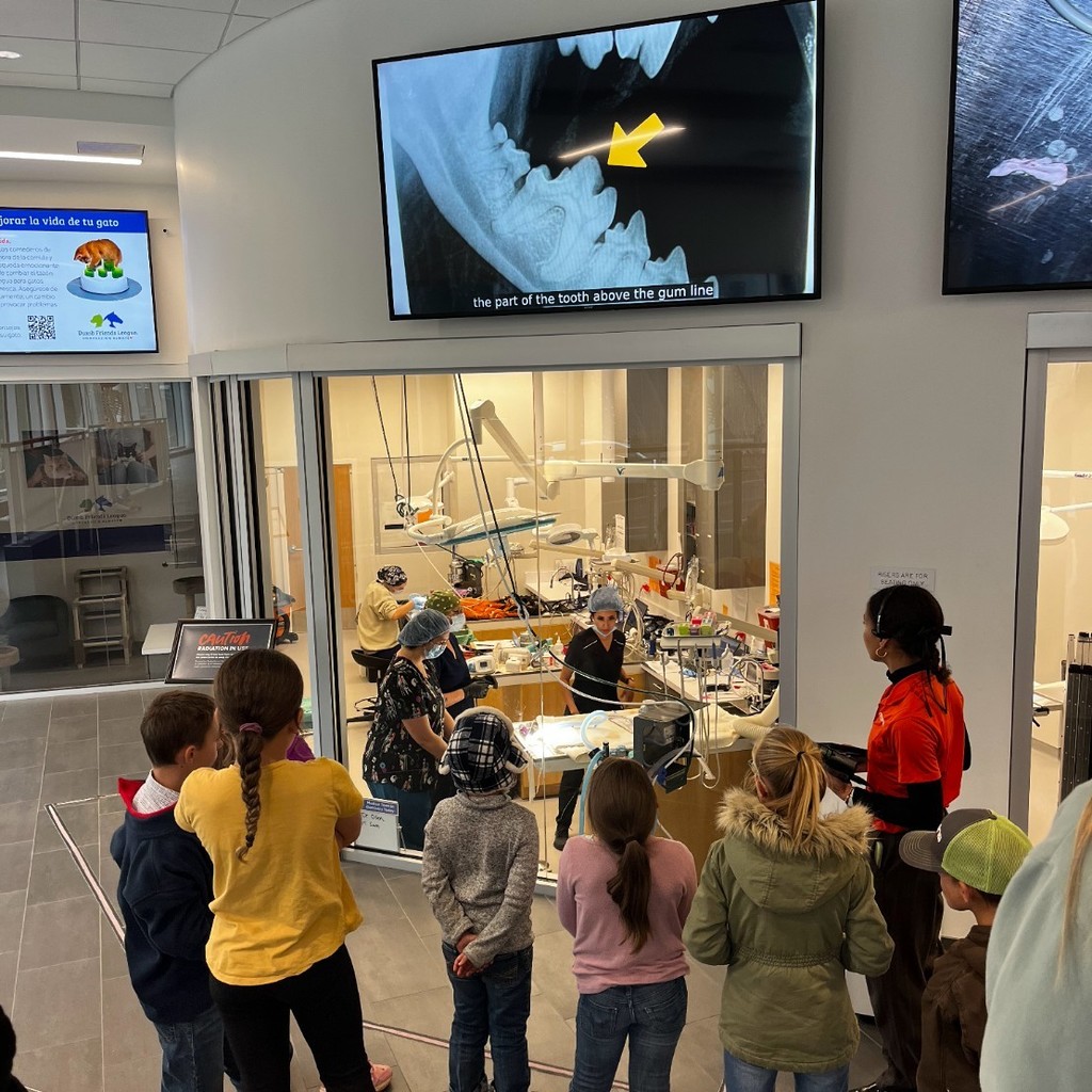 students observe live surgery