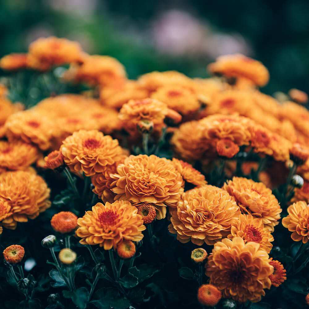 orange flowers