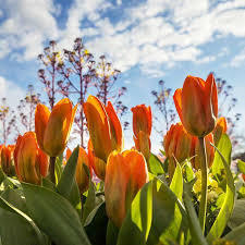Flowers with blue sky background
