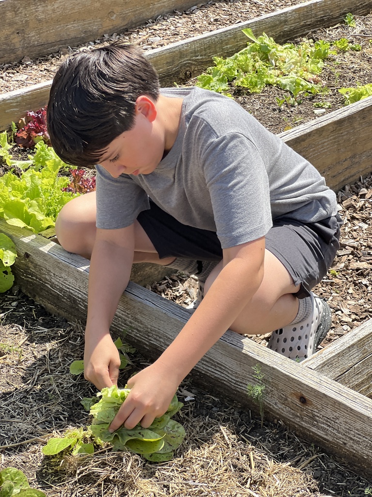 students harvesting lettuce
