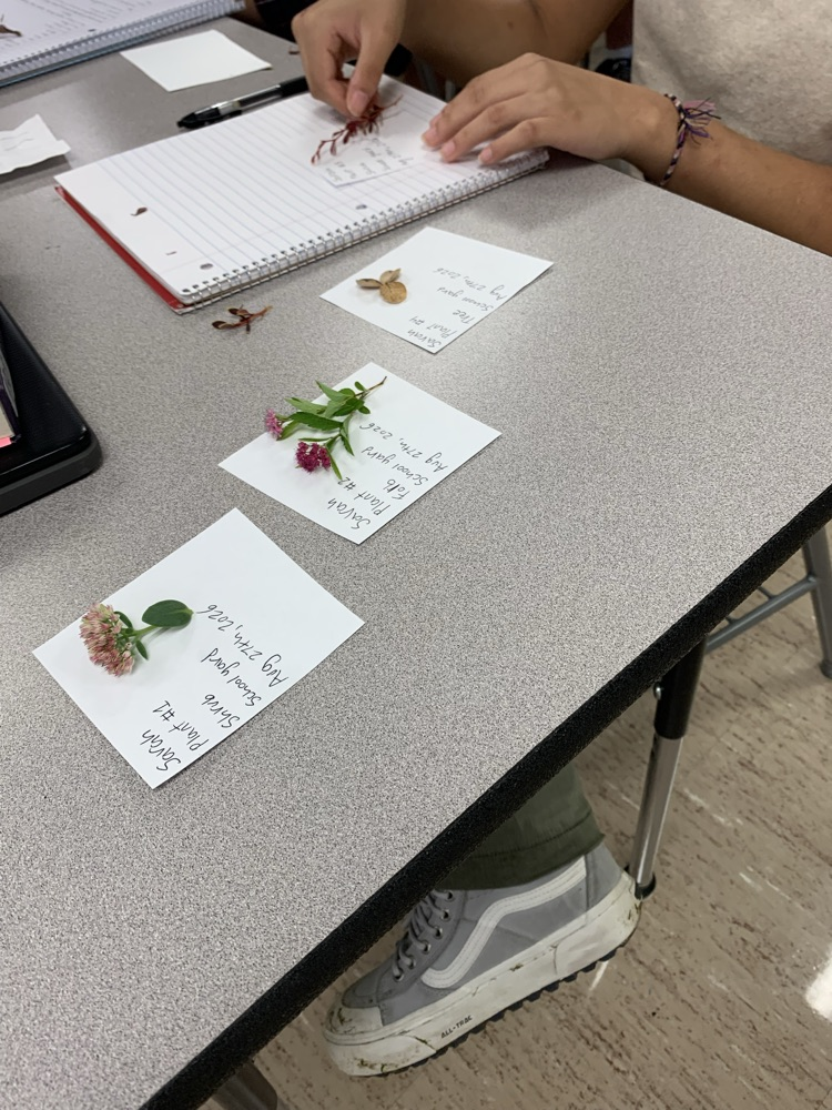 plant specimens