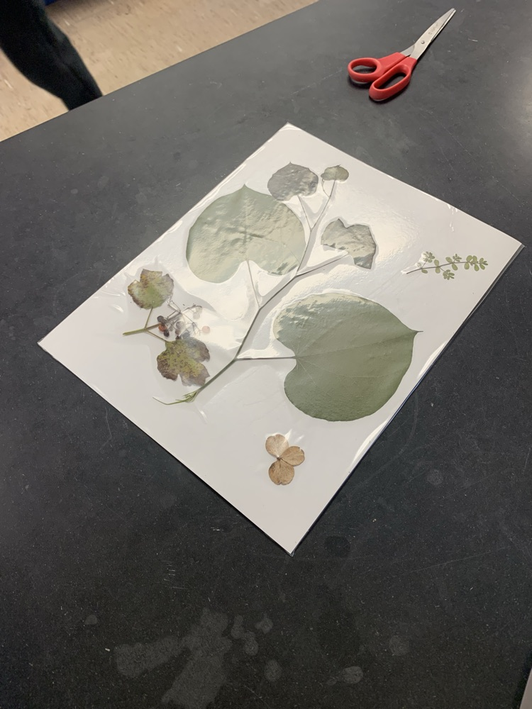 plant collage
