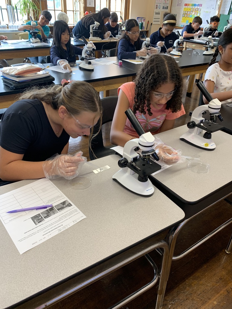 Looking under the microscope