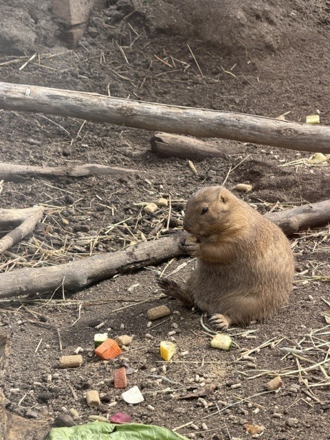 zoo