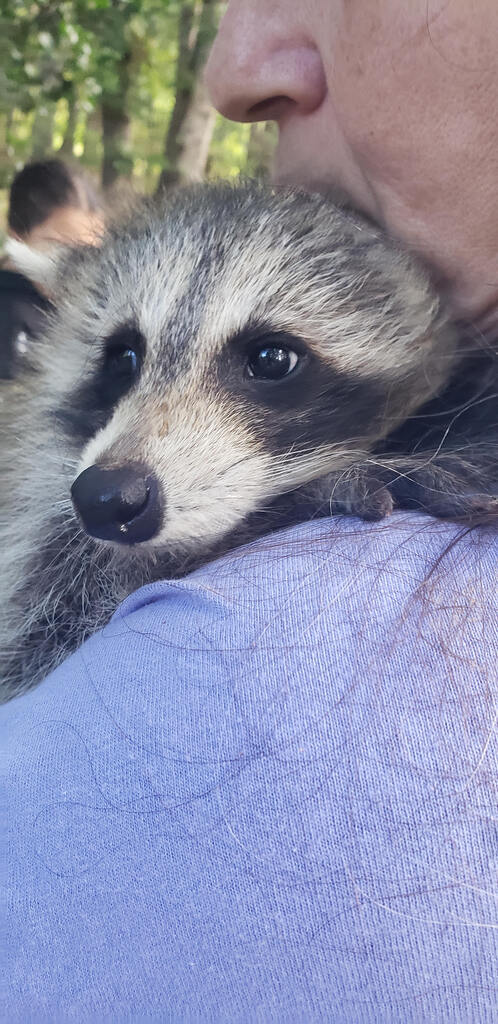 A cute raccoon