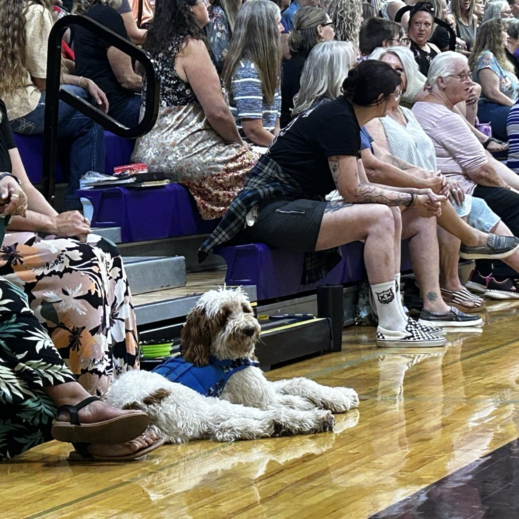 therapy dog