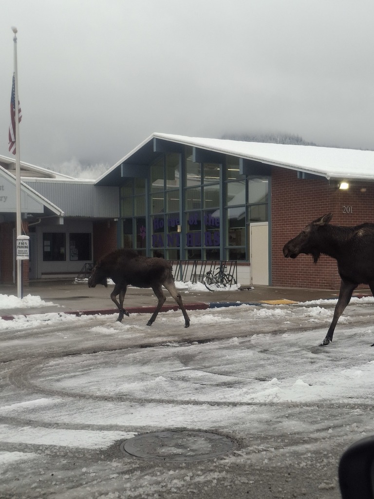 A mama and her little one came trotting up so cool— But even at Pinehurst… no moose allowed in school! 😄🫎