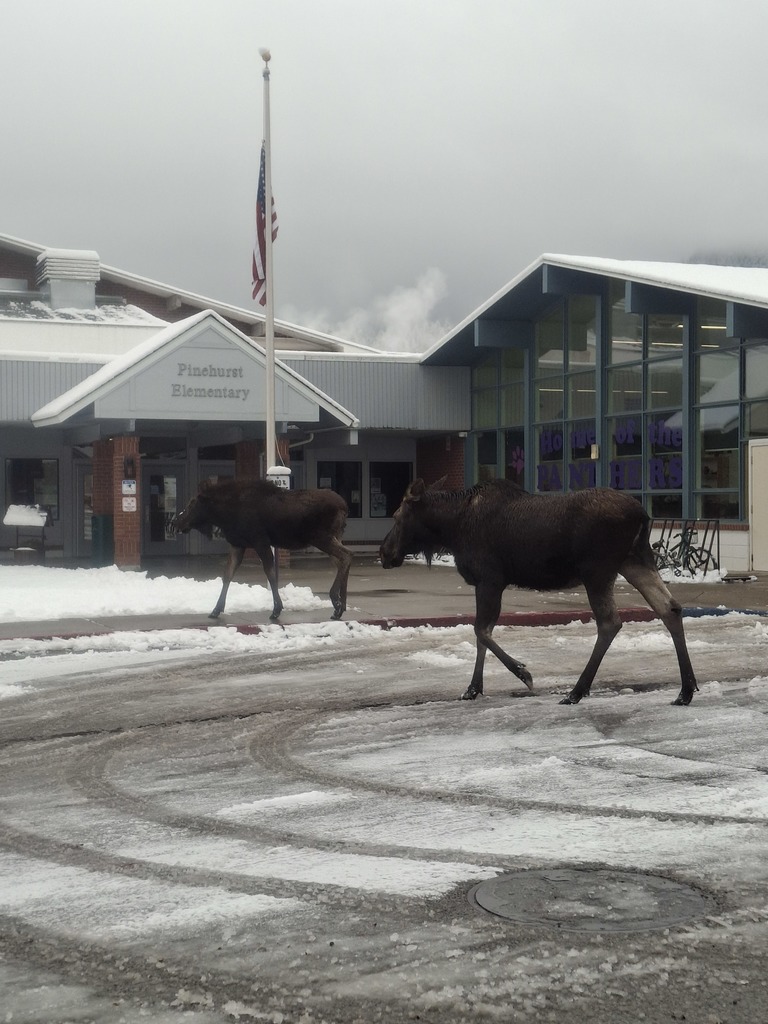 A mama and her little one came trotting up so cool— But even at Pinehurst… no moose allowed in school! 😄🫎