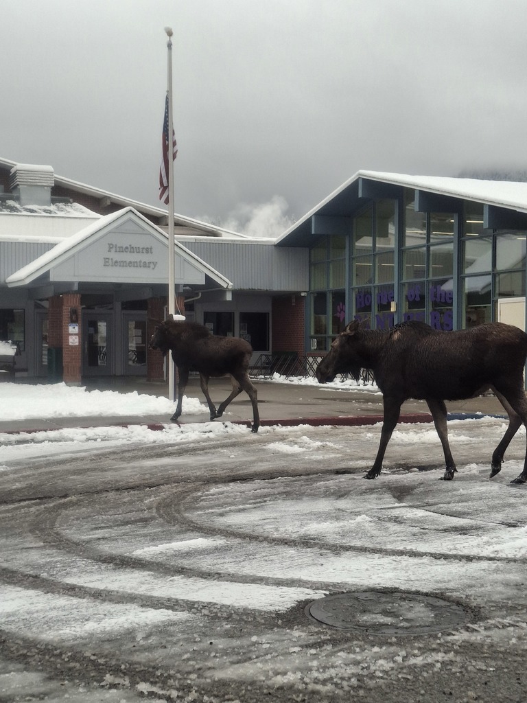 A mama and her little one came trotting up so cool— But even at Pinehurst… no moose allowed in school! 😄🫎