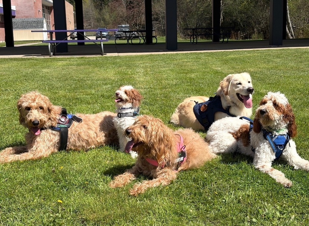 5 therapy dogs laying in the grass