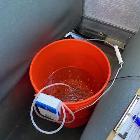 fish release 