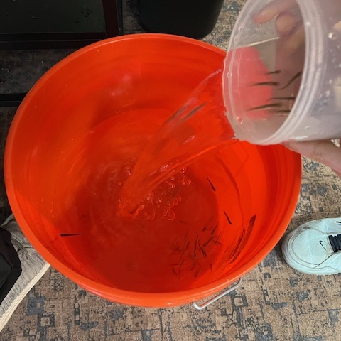 fish release 