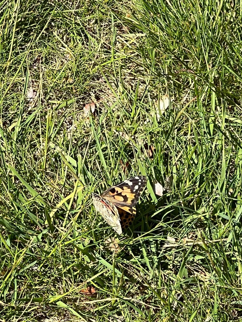 Mrs. Miller's 1st grade class butterfly release 