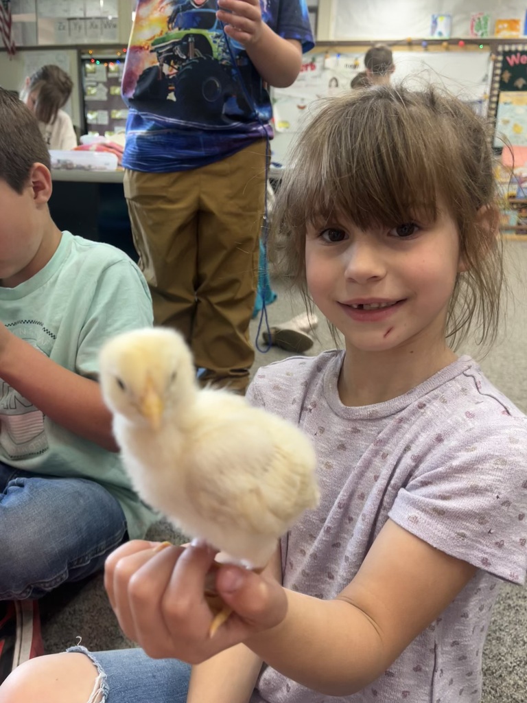 Baby chicks