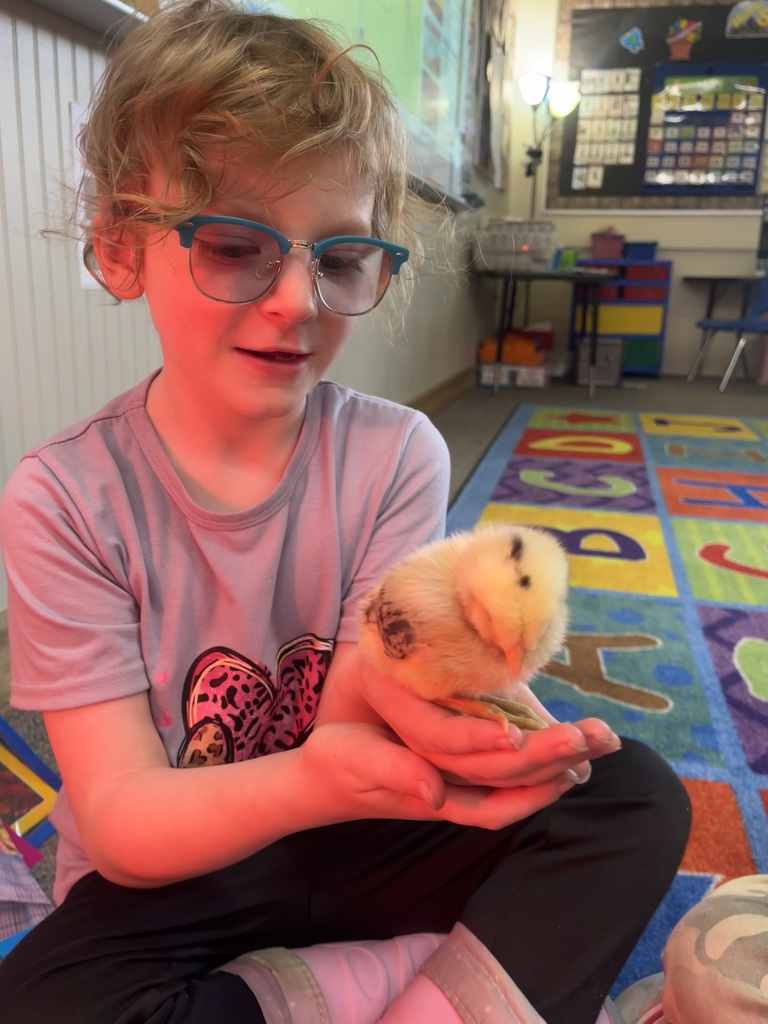 Baby chicks 