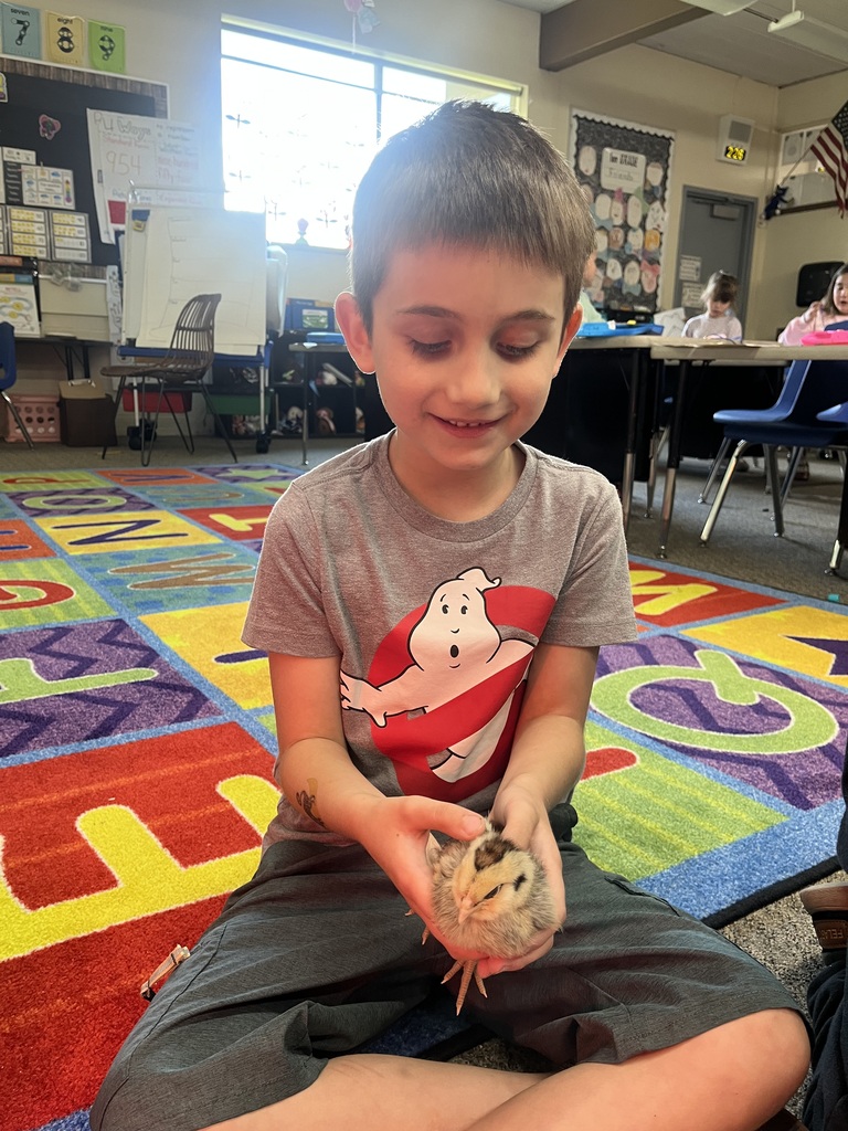 Baby chicks 