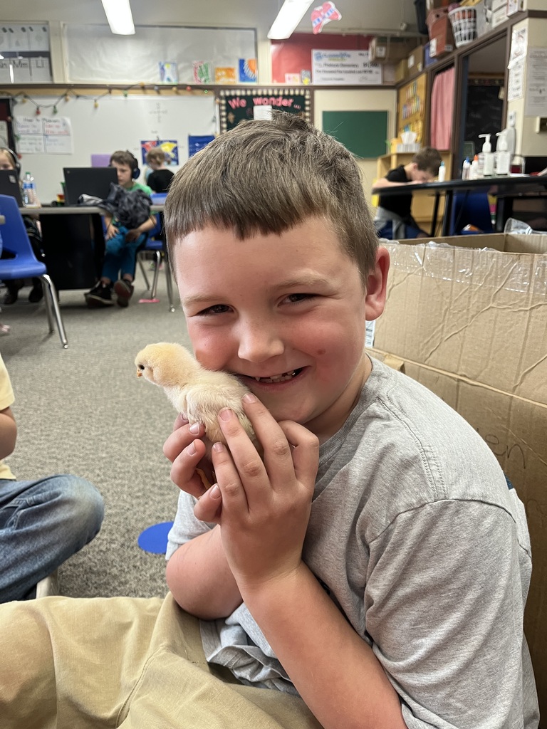 Baby chicks 