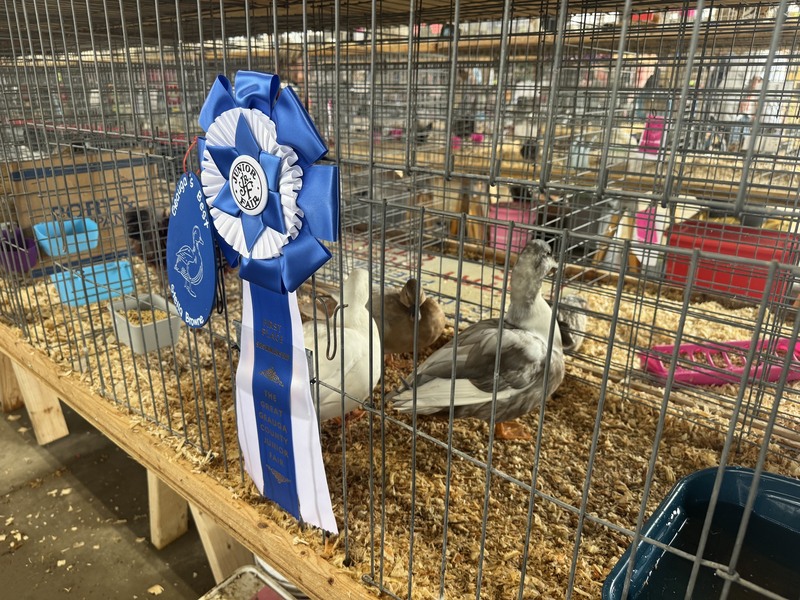 Geauga County Fair