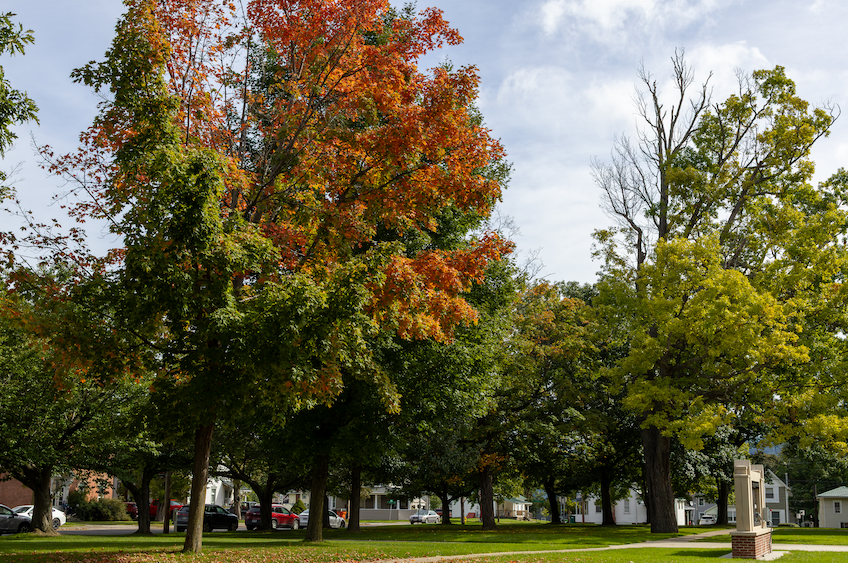 Tree outside of Nunda School Building with orange leaves.
