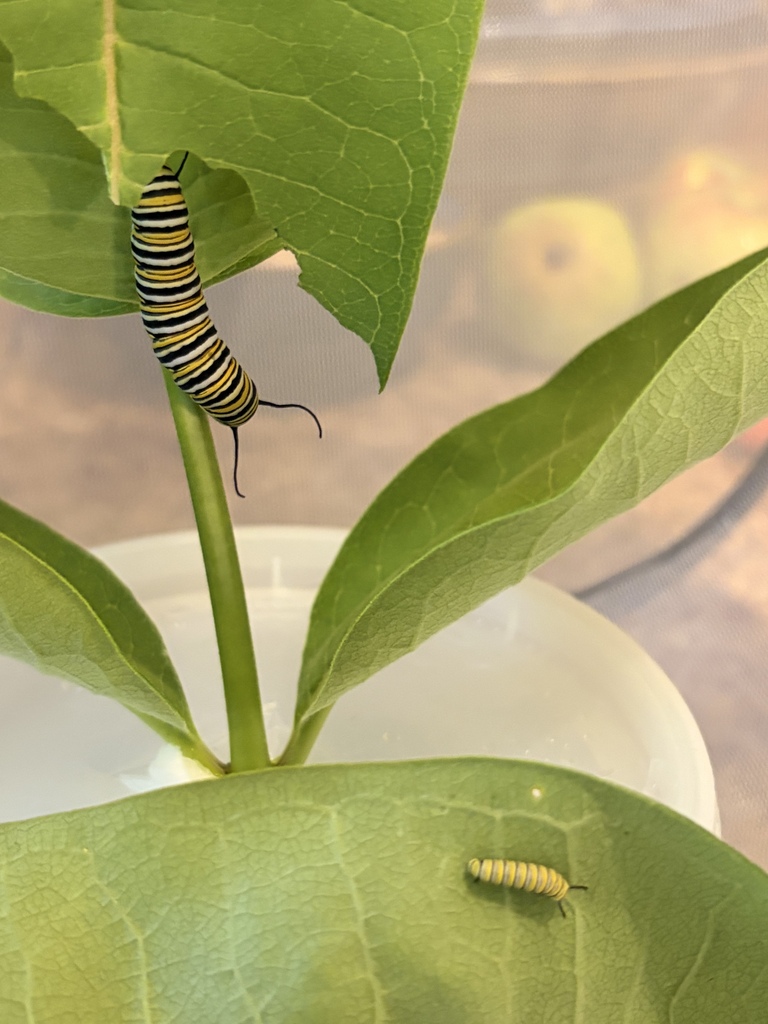 Monarch Butterflies
