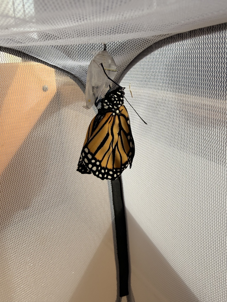 Monarch Butterflies