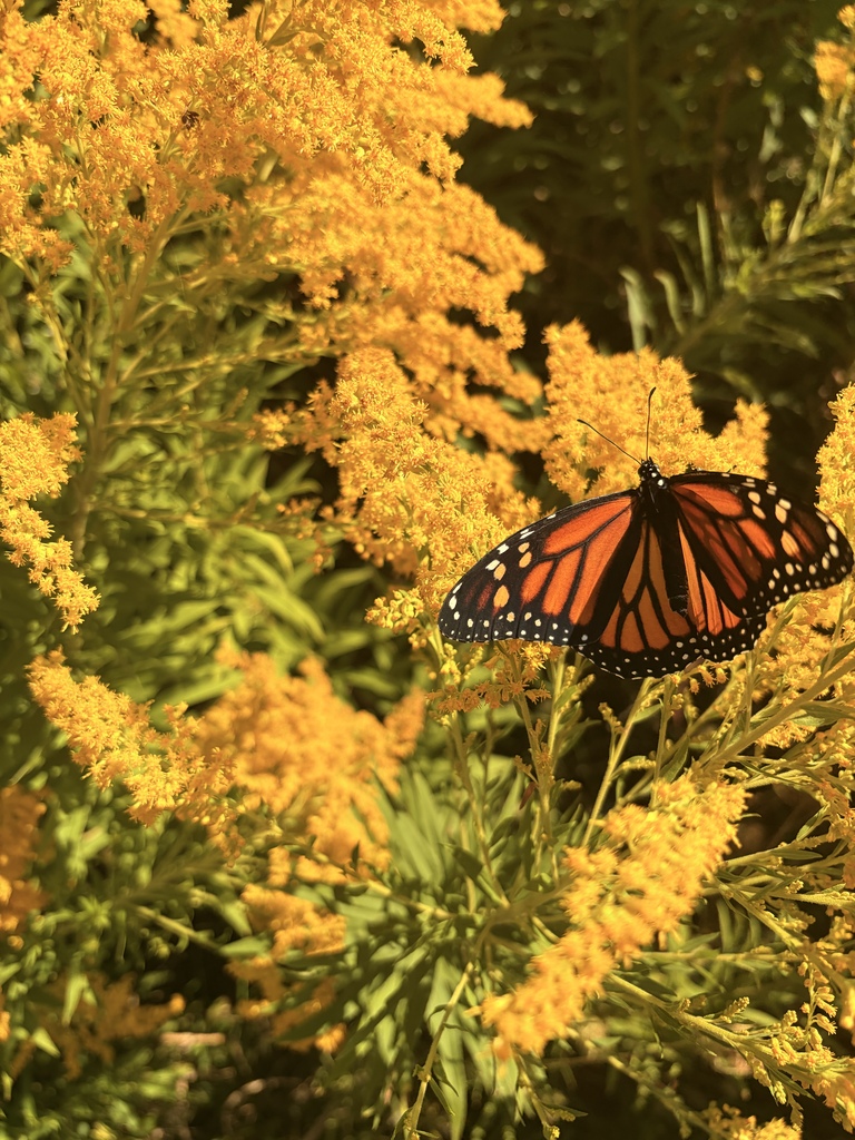 Monarch Butterflies