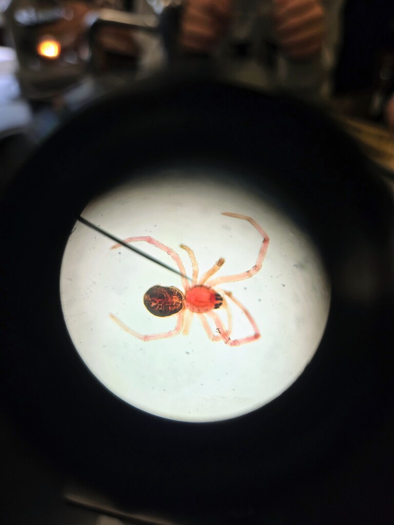 Students looking into a microscope