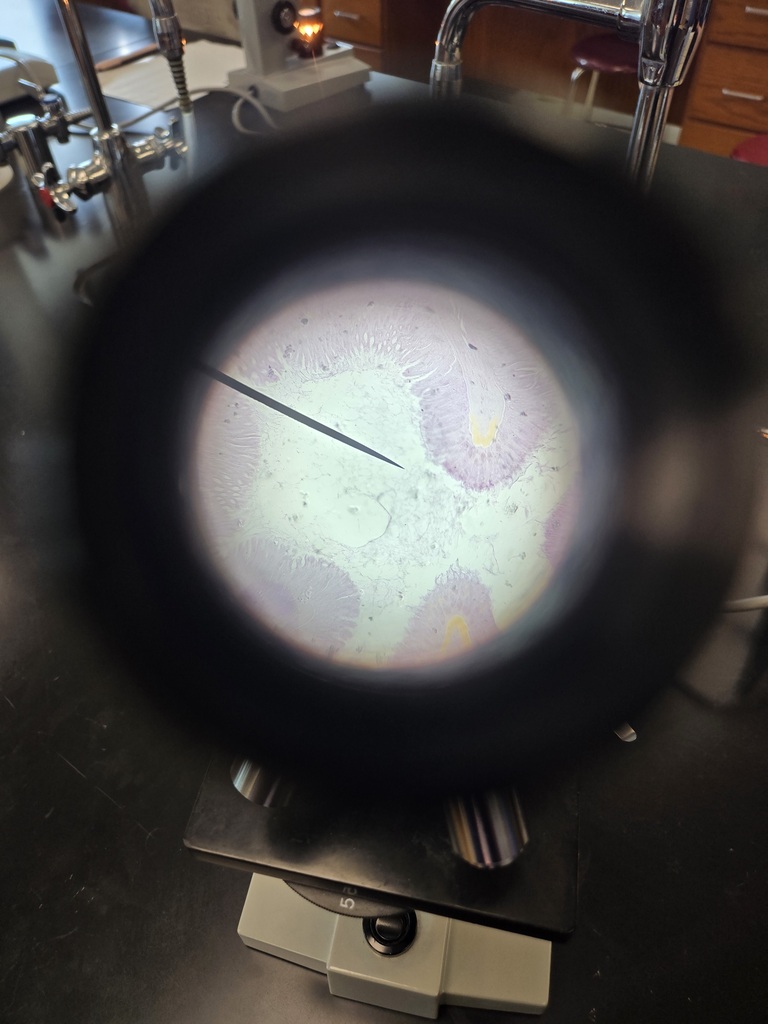 Students looking into a microscope