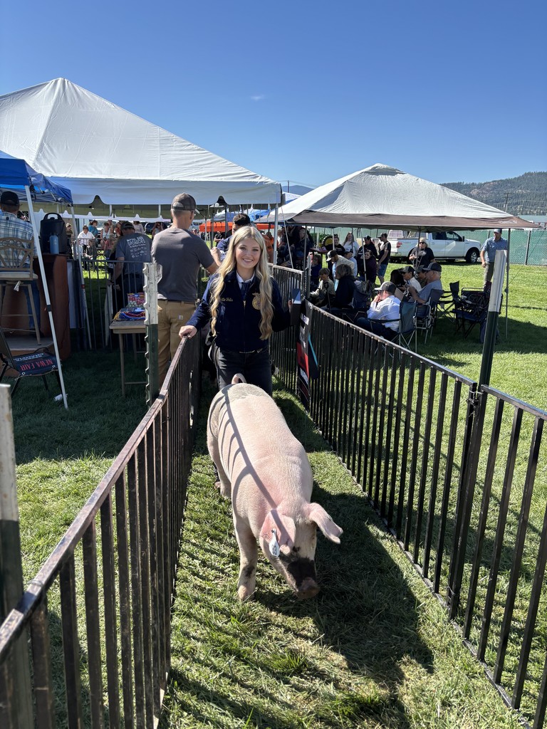 showing pigs at the fair