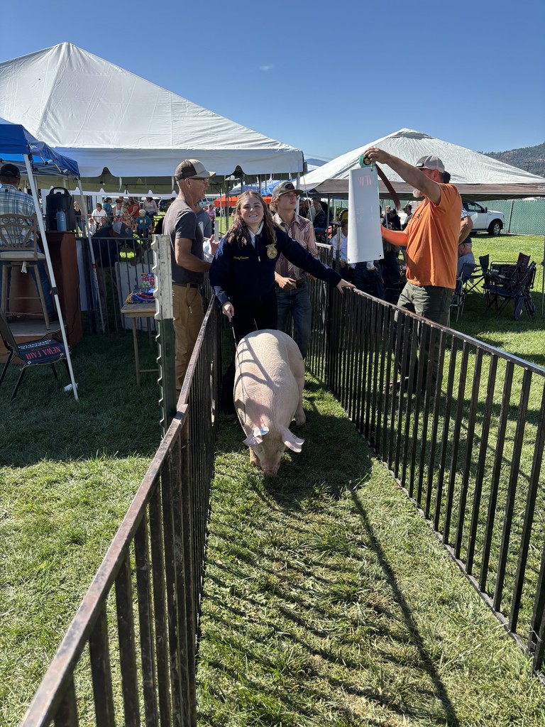 showing pigs at the fair