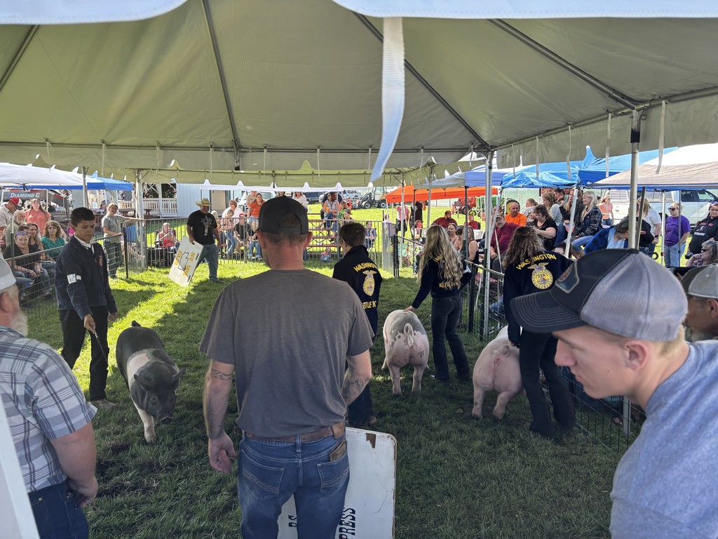 showing pigs at the fair